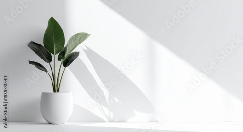 Modern plant in white pot on minimalist shelf with natural light