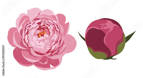 Wallpaper Mural Beautiful Pink Peony Flower and Bud Vector Illustration Set for Spring and Summer Floral Designs, Wedding Invitations, and Botanical Graphics Torontodigital.ca