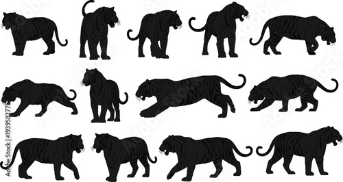 Black tiger silhouettes in various poses on white background animal