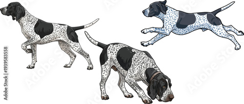 Braque d’Auvergne dog crouched standing pointing stance running set