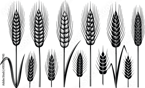 Wheat ears collection, cereal grain plants set, barley and wheat spike silhouettes, agriculture harvest botanical vector illustration