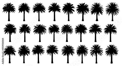 Collection of black palm tree silhouettes on white background tropical plants palm trees vector graphics