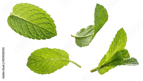 Tableau sur toile Fresh green mint leaves flying mid air isolated on white background