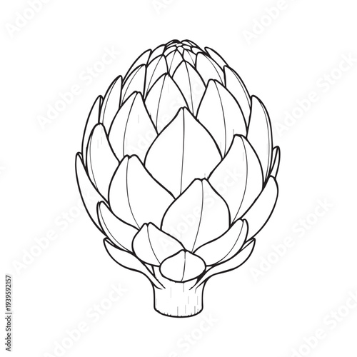 Artichoke line drawing isolated on white background detailed illustration healthy food concept