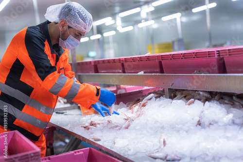 фотографія Factory workers in fish and seafood factory are moving food and lifting things into the fish chopping and butchering area before they are cooked and packed in the canned fish factory before export