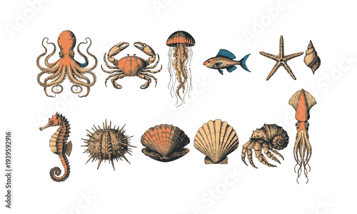 Vintage Ocean Wildlife Illustration Decorative Marine Creatures