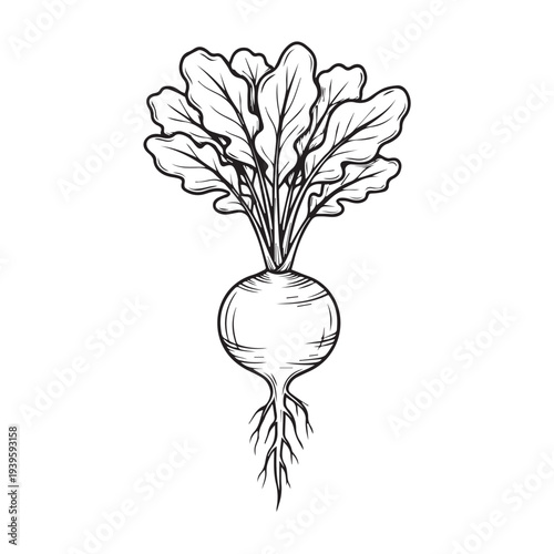 Beetroot with Leaves and Roots Isolated Sketch Drawing
