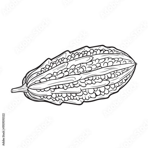 Bitter Melon Outline Drawing Isolated on White Background
