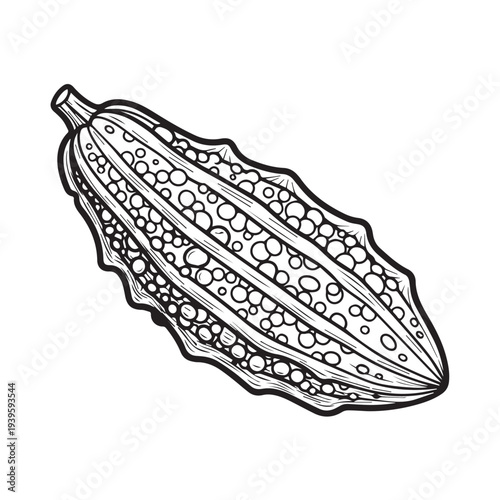 Bitter Melon Outline Drawing Unusual Vegetable with Textured Skin Isolated on White Background