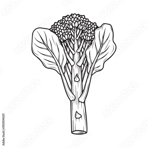 Broccoli Floret Line Art Drawing Isolated on White Background