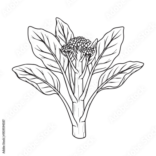 Broccoli Head Outline Drawing Vector Illustration Healthy Food Ingredient Simple Line Art