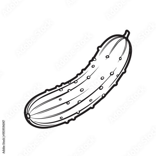 Cucumber Line Drawing on White Background Fresh Vegetable Illustration Healthy Food Concept