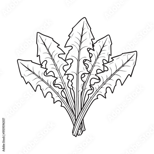 Dandelion Leaves Outline Drawing Isolated on White Background