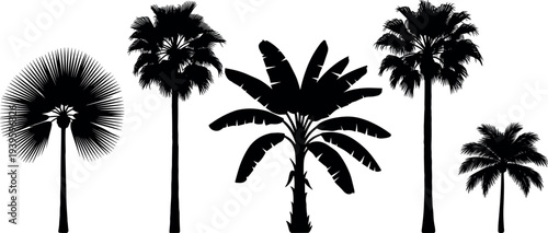 Tropical palm trees silhouette vector set including coconut fan banana palm isolated botanical elements for summer design