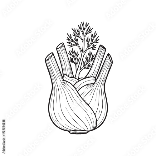 Fennel Bulb with Fronds Line Drawing Isolated on White Background