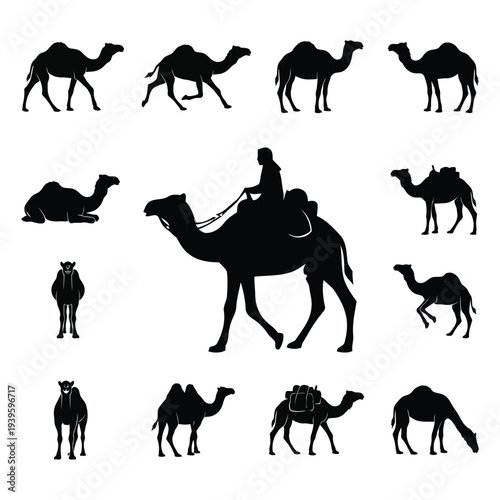 Camel Silhouette Vector Set- Dromedary and Bactrian Camels in Various Poses and Icons