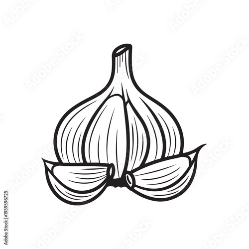 Garlic bulb with cloves line art illustration isolated on white background food ingredient