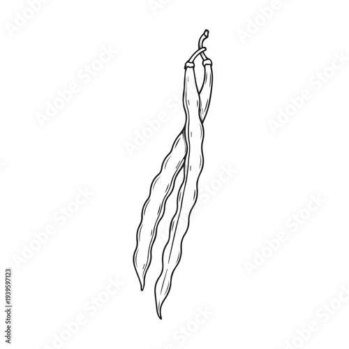 Green Beans Hanging Sketch Style Isolated on White Healthy Food Illustration