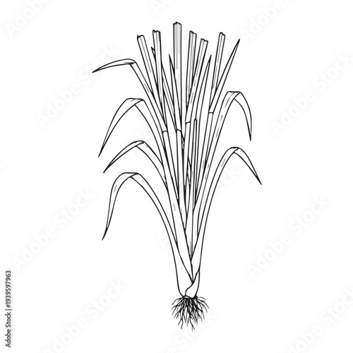Lemongrass Plant with Roots Detailed Line Drawing Isolated on White Background Stock Illustration