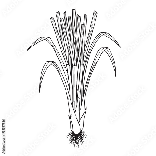 Lemongrass Plant with Roots Detailed Botanical Line Drawing Stock Illustration