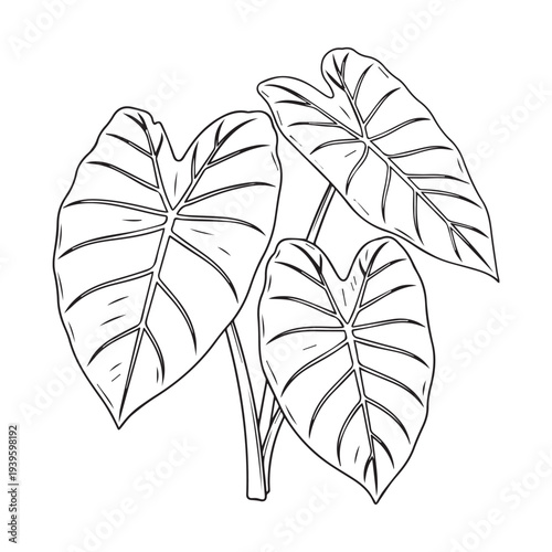 Line Art Elephant Ear Leaves Outline Tropical Plant Botanical Illustration