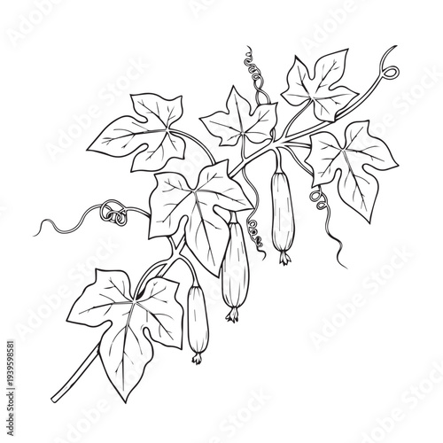 Luffa Gourd Vine with Leaves and Tendrils Hand-Drawn Line Art Isolated on White