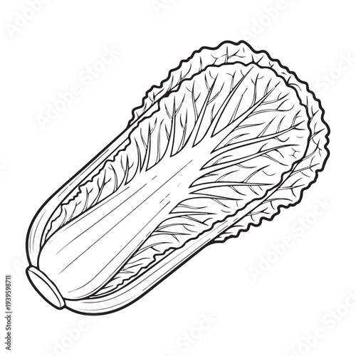 Napa Cabbage Outline Drawing Isolated on White Background Fresh Produce
