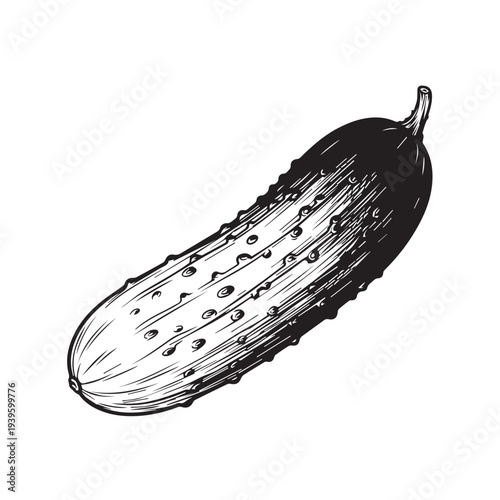 Pickle Vegetable Drawing Isolated on White Background Vintage Style Illustration