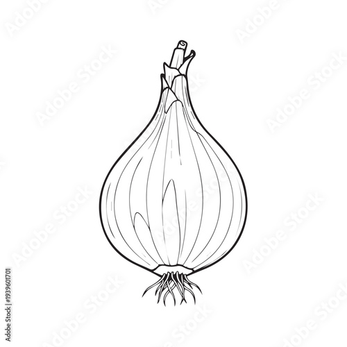 Single Onion Vegetable Outline Drawing Isolated On White Background Healthy Food Ingredient Stock Illustration