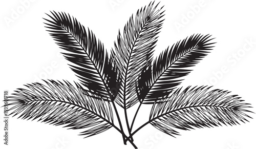 Black and white illustration of palm tree leaves isolated