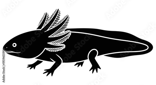 Black and white illustration of an axolotl showcasing its unique feathery gills and limbs in a simple yet detailed artistic representation on a white background.