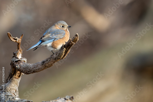 Quadro su tela Eastern Bluebird Resting on Curved Branch in Soft Light