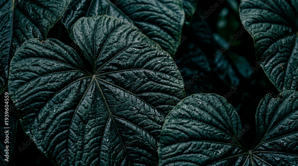 Fototapeta premium Dark green textured leaves creating natural pattern background