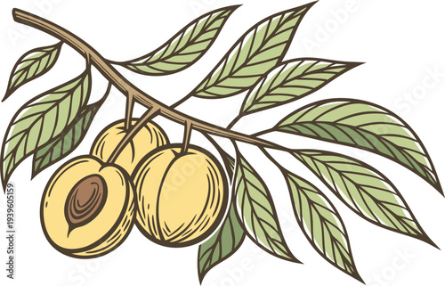 Yellow Peach Fresh Fruit Illustration. Ripe Yellow Peach Fruit Concept. Yellow Peach Summer Fruit Design. Juicy Yellow Peach Natural Illustration. Fresh Yellow Peach Organic Concept. Yellow Peach Farm