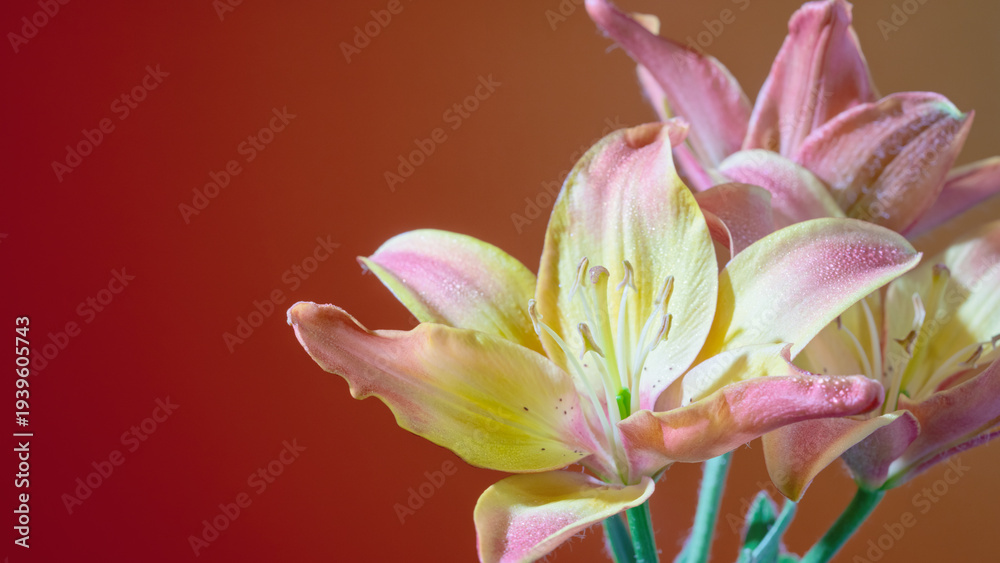 Obraz premium Soft pink lily against warm backdrop, delicate petals and yellow stamen highlighted by studio lighting clean composition emphasizes texture and color