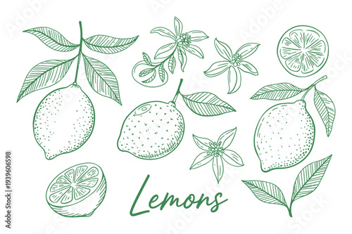 Hand Drawn Lemons and Blossoms with Leaves on White Background Line Art Illustration