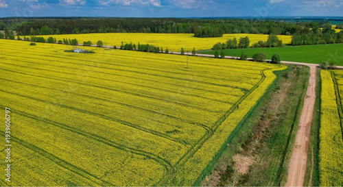 Vibrant yellow canola fields under blue sky with green trees