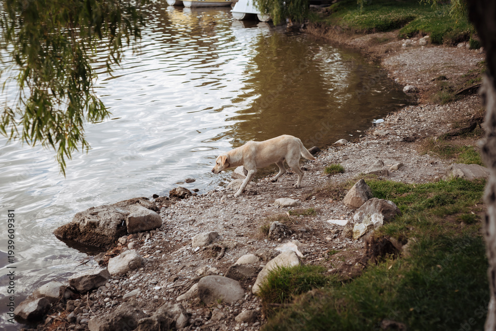 Fototapeta premium A dog is hunting on the shore of a lake.