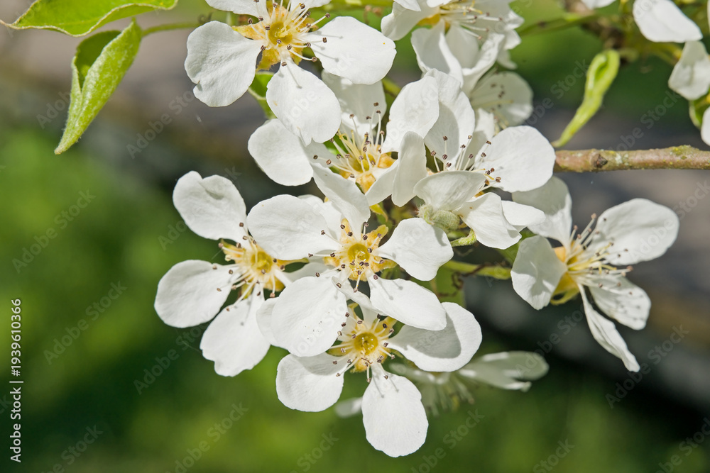 Fototapeta premium closeup of white pear blossoms - Pyrus calleryana