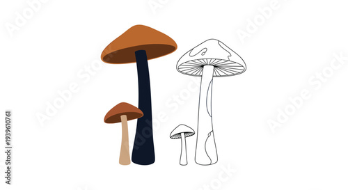 Comparison of colored and outlined mushroom illustrations showcasing various wild fungi species for botanical study purposes.