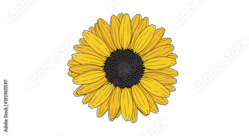 Detailed close up illustration of a bright yellow sunflower head with a dark center shown on a plain white background.