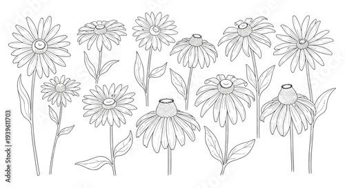 Large set of echinacea or cone flowers in different stages of bloom shown as detailed black and white line drawings.