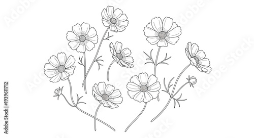 Beautiful collection of cosmos flowers with thin stems and delicate leaves illustrated in a minimalist line art style.