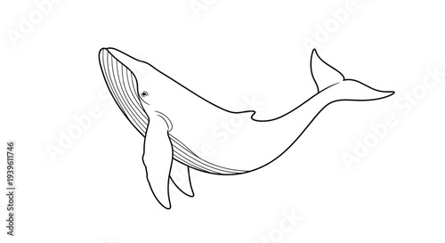 Detailed and elegant line drawing of a large whale swimming horizontally across the frame on a clean white background.