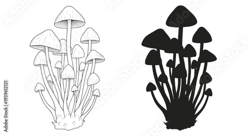 Comparison of a cluster of thin mushrooms shown in a detailed ink sketch and a solid black silhouette style on white.