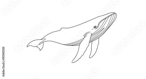 Detailed black and white line art illustration of a humpback whale swimming through the ocean with fins outstretched.