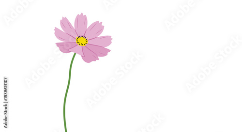 Delicate pink cosmos flower with a bright yellow center standing tall on a slender green stem against a white background.