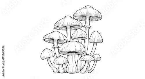 Detailed hand drawn cluster of various wild mushrooms with intricate line work and shading on a white background.