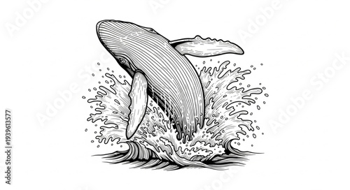 dolphin vector illustration