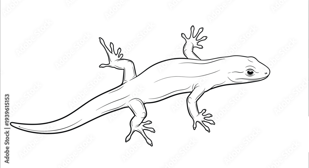 Fototapeta premium Detailed line drawing of a small lizard or gecko shown from a top-down perspective, isolated on a clean white background.